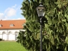 user_74_haengezypresse_eutin