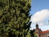 user_74_haengezypresse_mit_schloss_eutin
