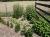 user_74_kraeuterbeet_juli_12_4