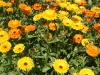 user_74_kraeuterbeet_juli_12_6