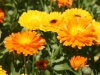 user_74_kraeuterbeet_juli_12_7