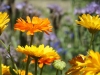 user_74_kraeuterbeet_juli_12_8