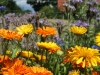 user_74_kraeuterbeet_juli_12_9