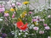 user_74_kraeuterbeet_juli_12_91