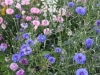 user_74_kraeuterbeet_juli_92