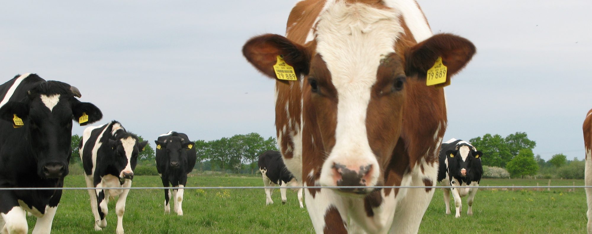 Die Gemeinde Gemeinde Echem