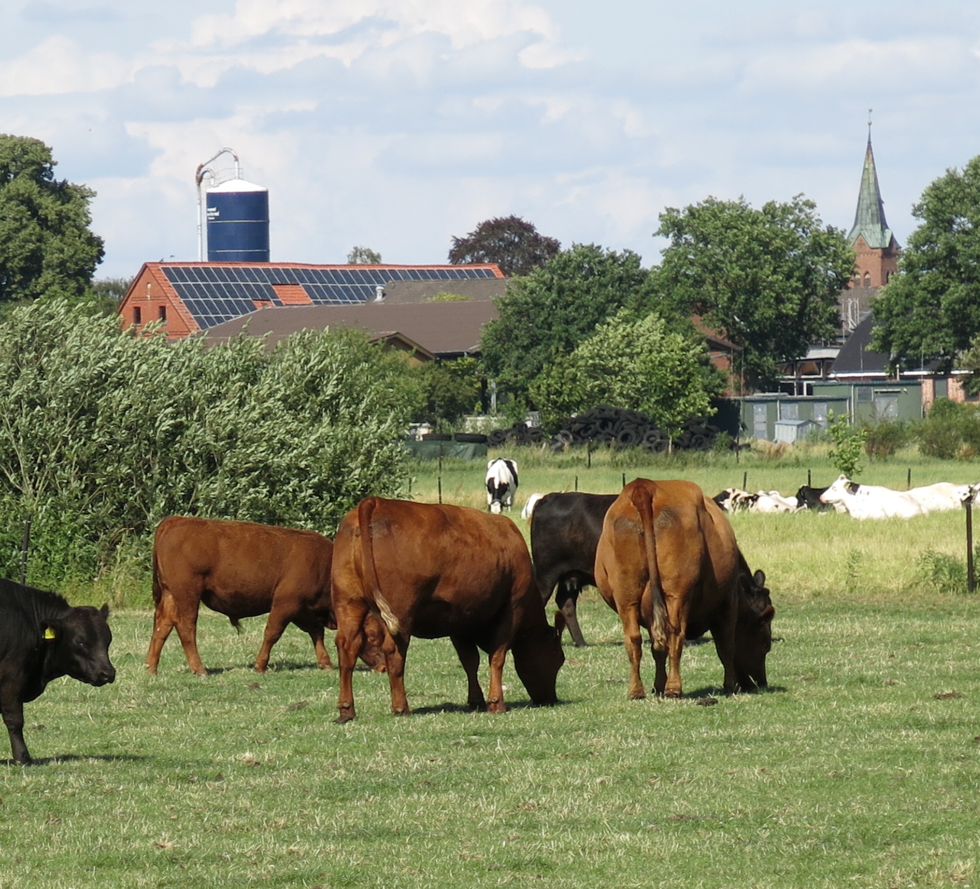 wallpaper2.echem.kuehe.sommer Gemeinde Echem